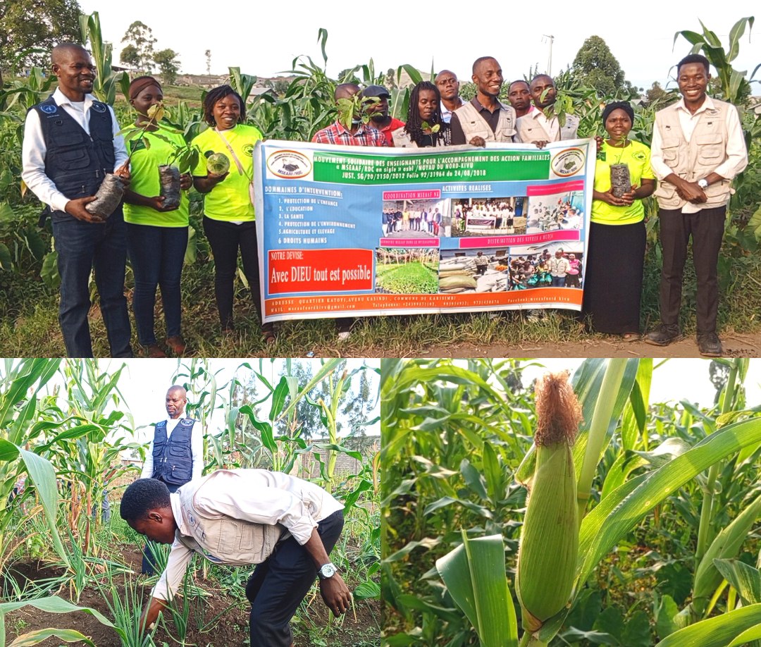 RDC : l'ONG MSEAAF intensifie ses projets agricoles et environnementaux autour du parc des Virunga 1 RDC : l’ONG MSEAAF intensifie ses projets agricoles et environnementaux autour du parc des Virunga