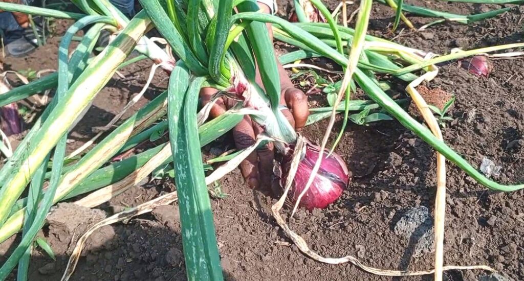RDC : l'ONG MSEAAF intensifie ses projets agricoles et environnementaux autour du parc des Virunga 5 img 20260528 1040292712051635784089281