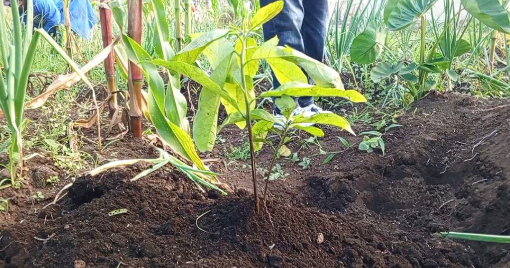 RDC : l'ONG MSEAAF intensifie ses projets agricoles et environnementaux autour du parc des Virunga 2 img 20260528 1050251747068073034921037